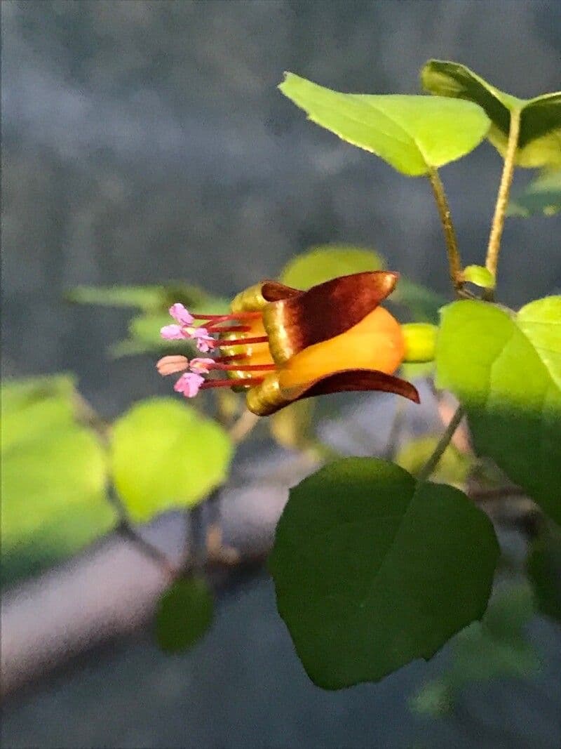 Fucsia 8
