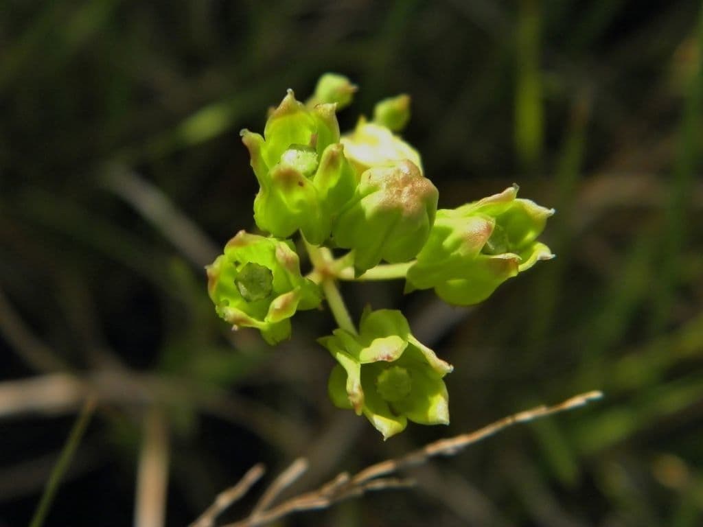 Asclepias 2