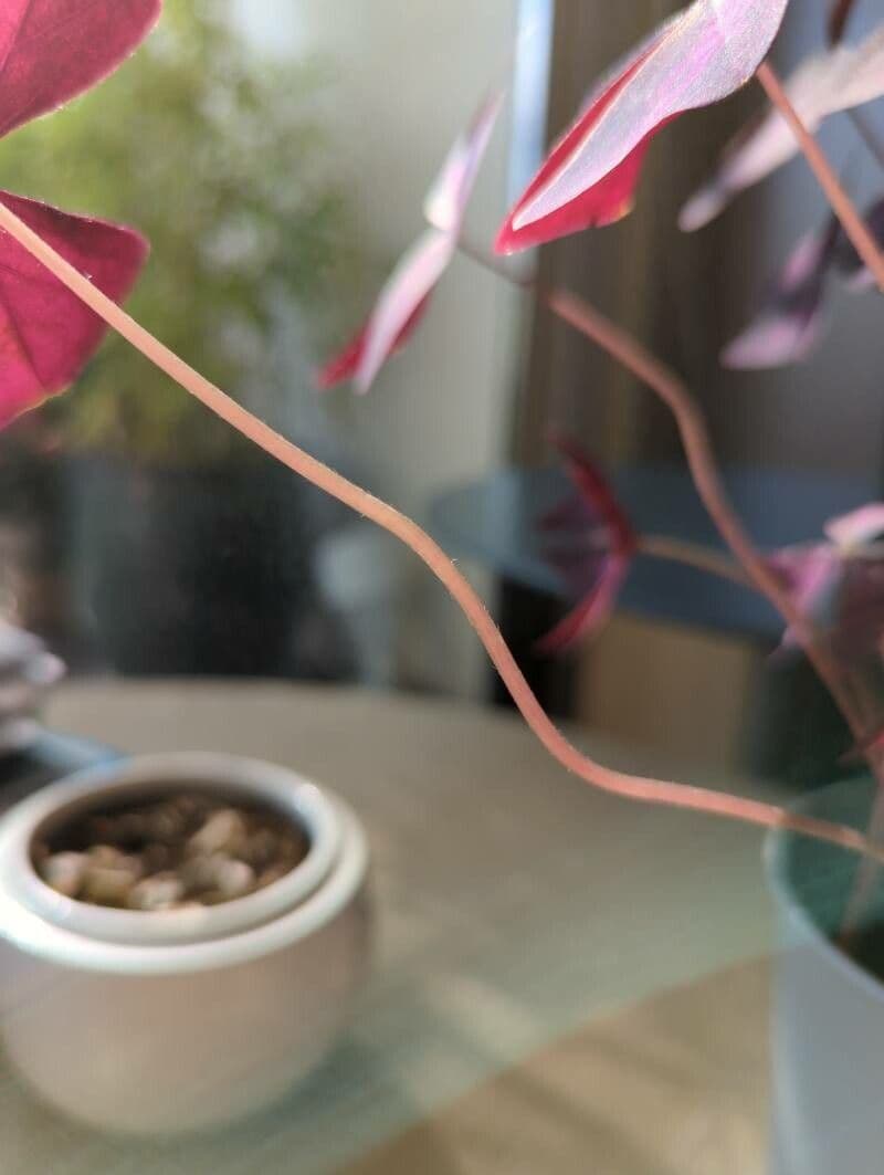Alegría triangular 17