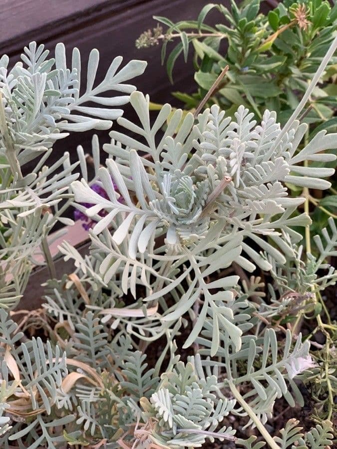 Lavendel 14
