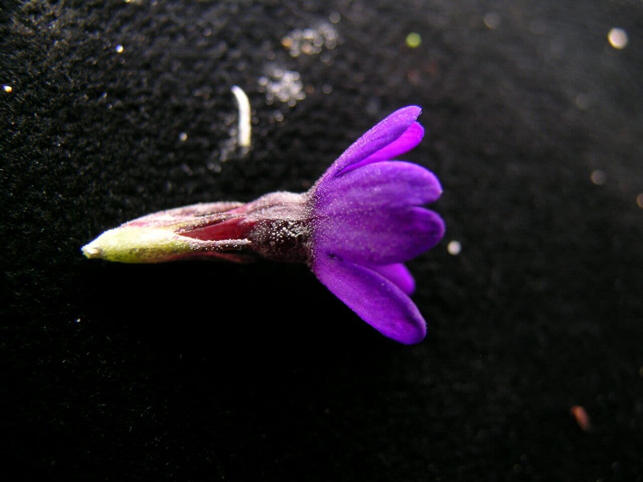 Primula 4