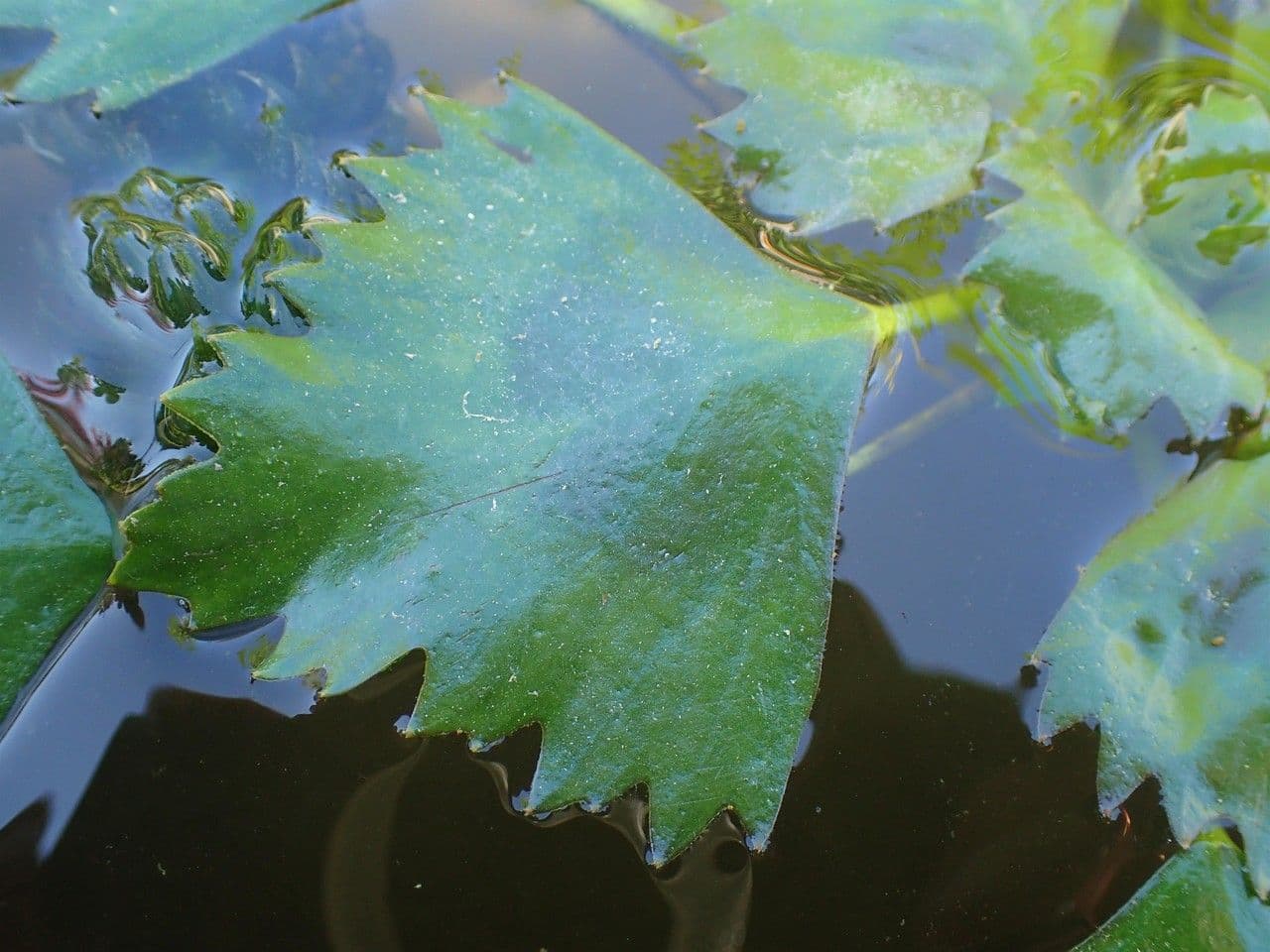 Castagna d'acqua 12