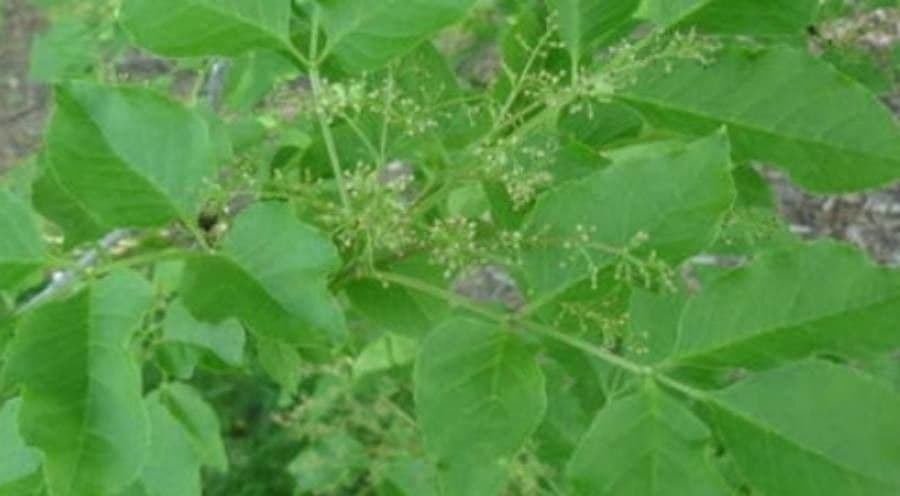 Fraxinus della Manciuria 2
