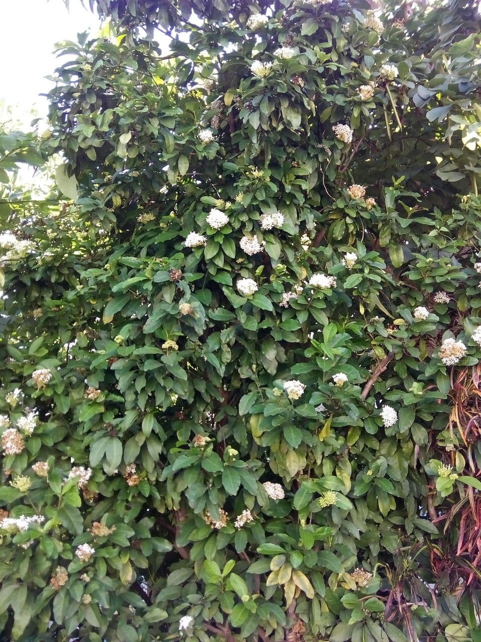 Ixora 11