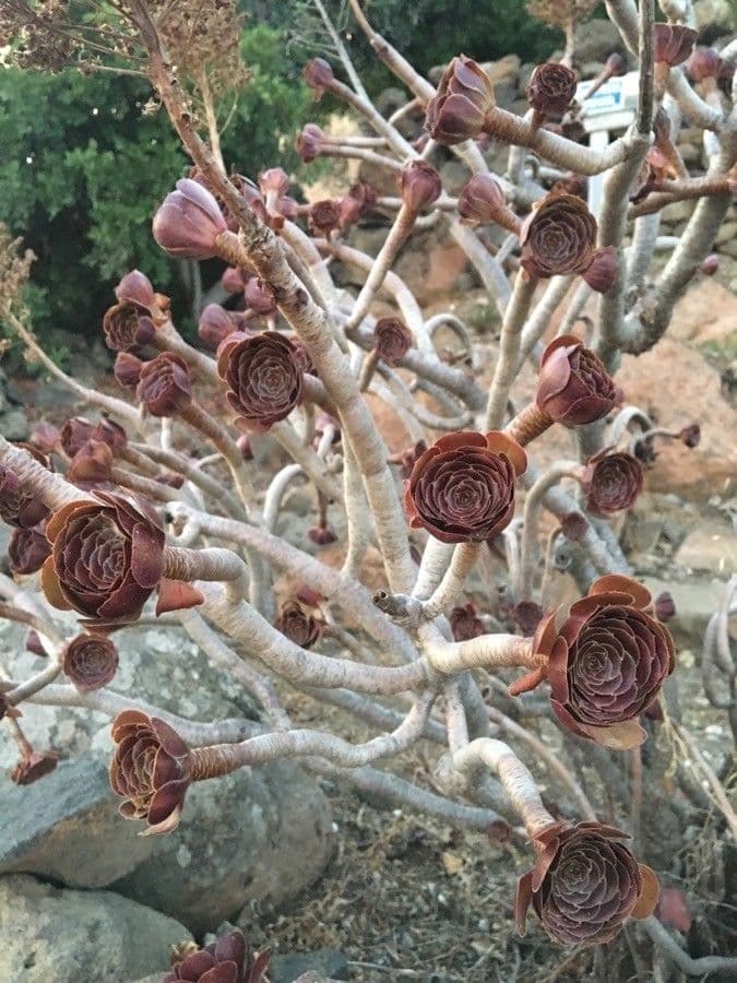 Aeonium 8