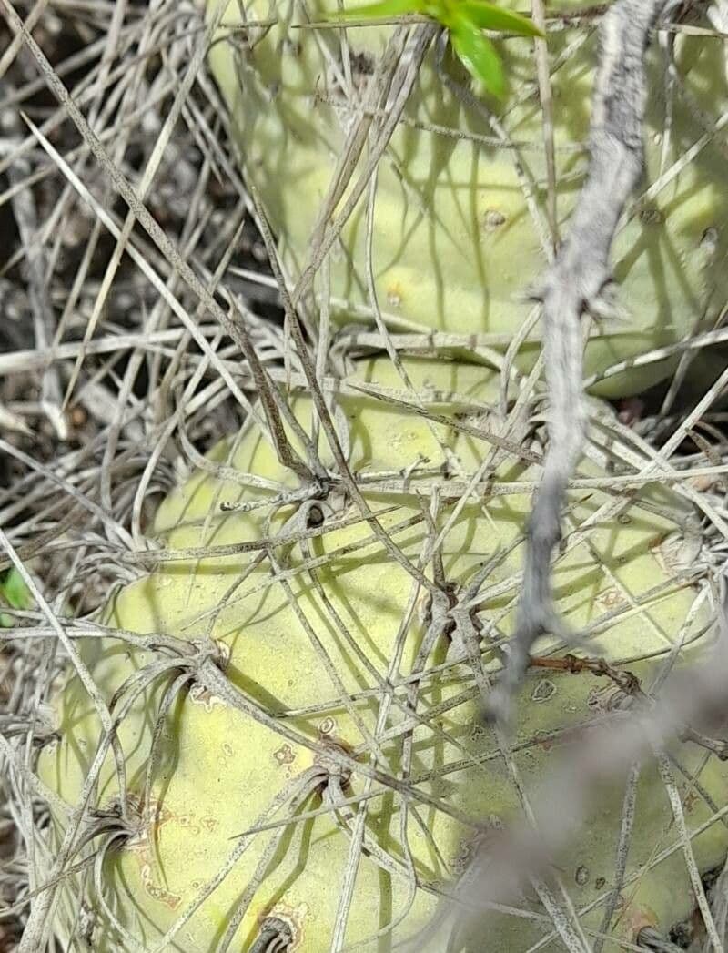 Tephrocactus 13