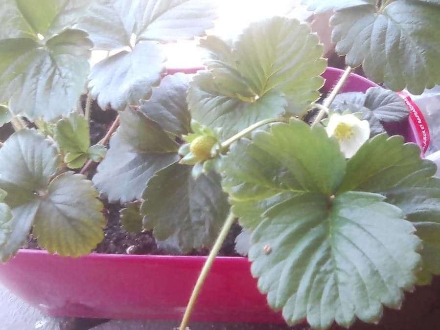 Fragola comune 21