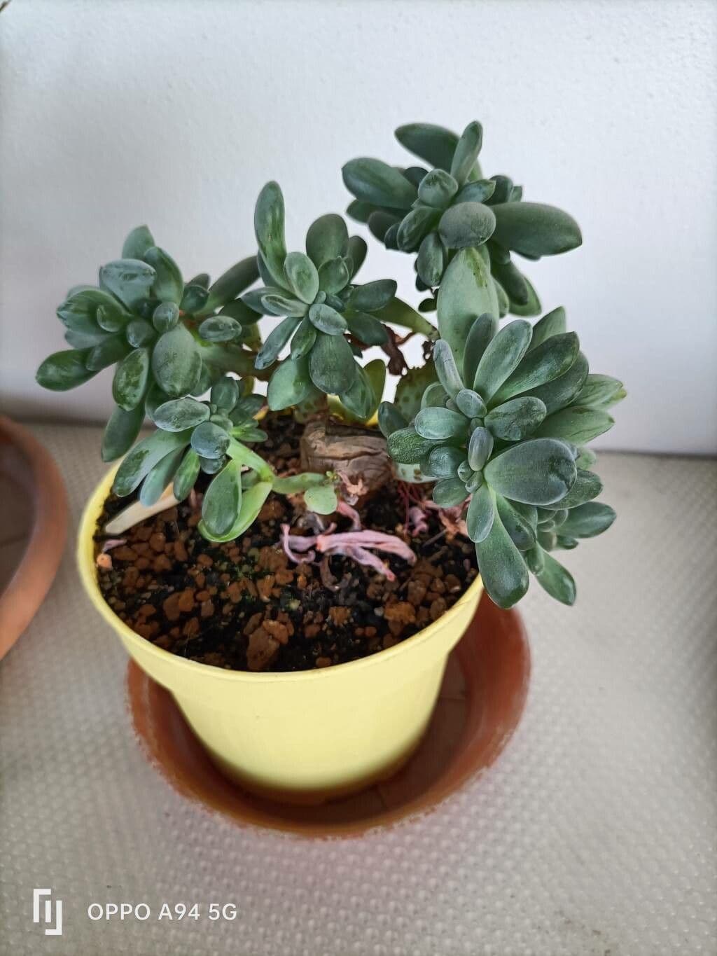 Pachyphytum 7