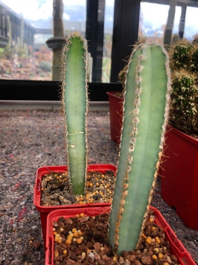 Cactus seto 9