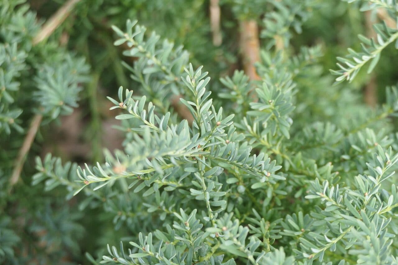 Podocarpus lawrenceův 2