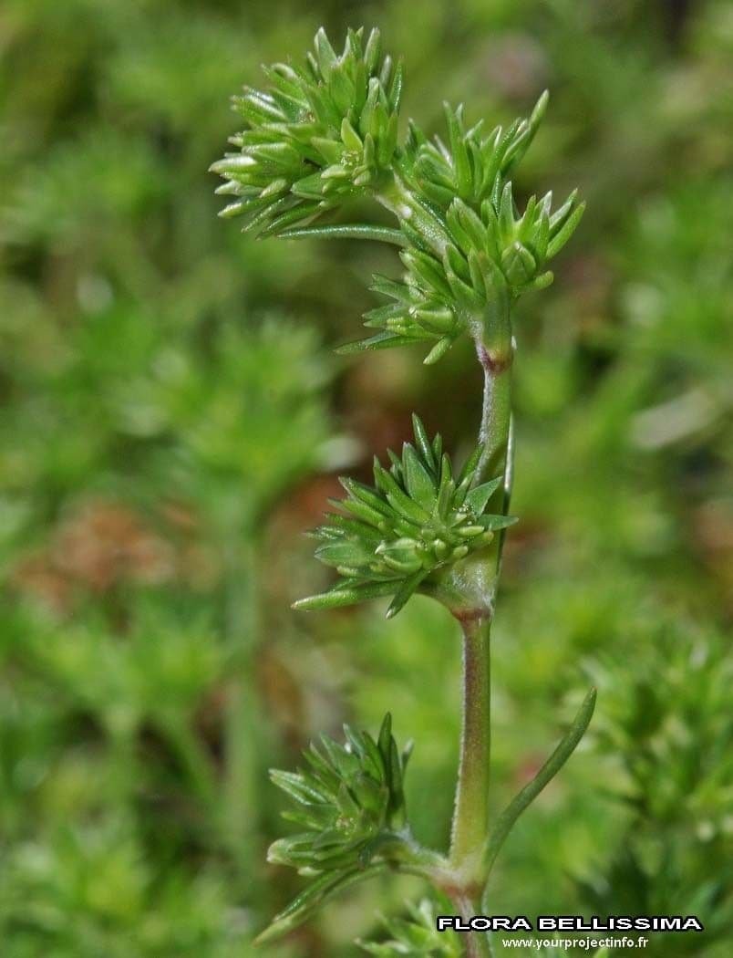 Centonchio annuale 23