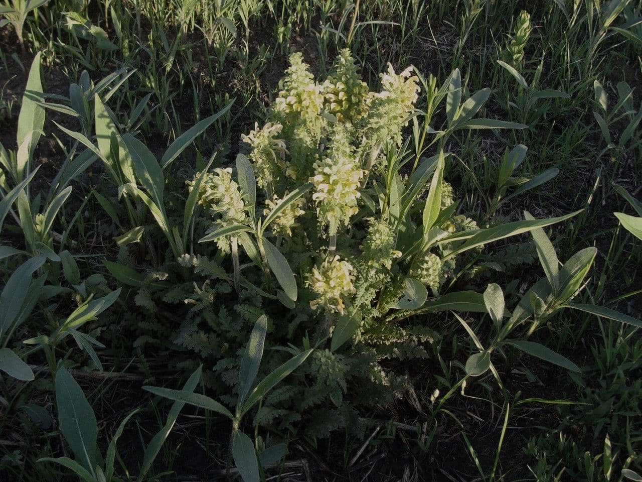 Pedicularis canadensis 10
