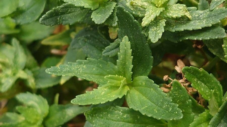 Nemesia 11
