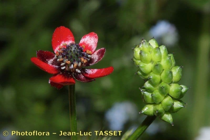 Adonis annuale 26
