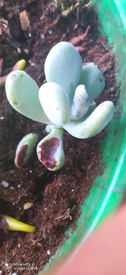 Graptopetalum 6