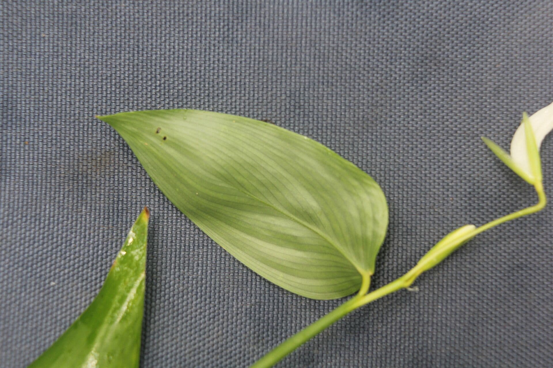 Maranta 27