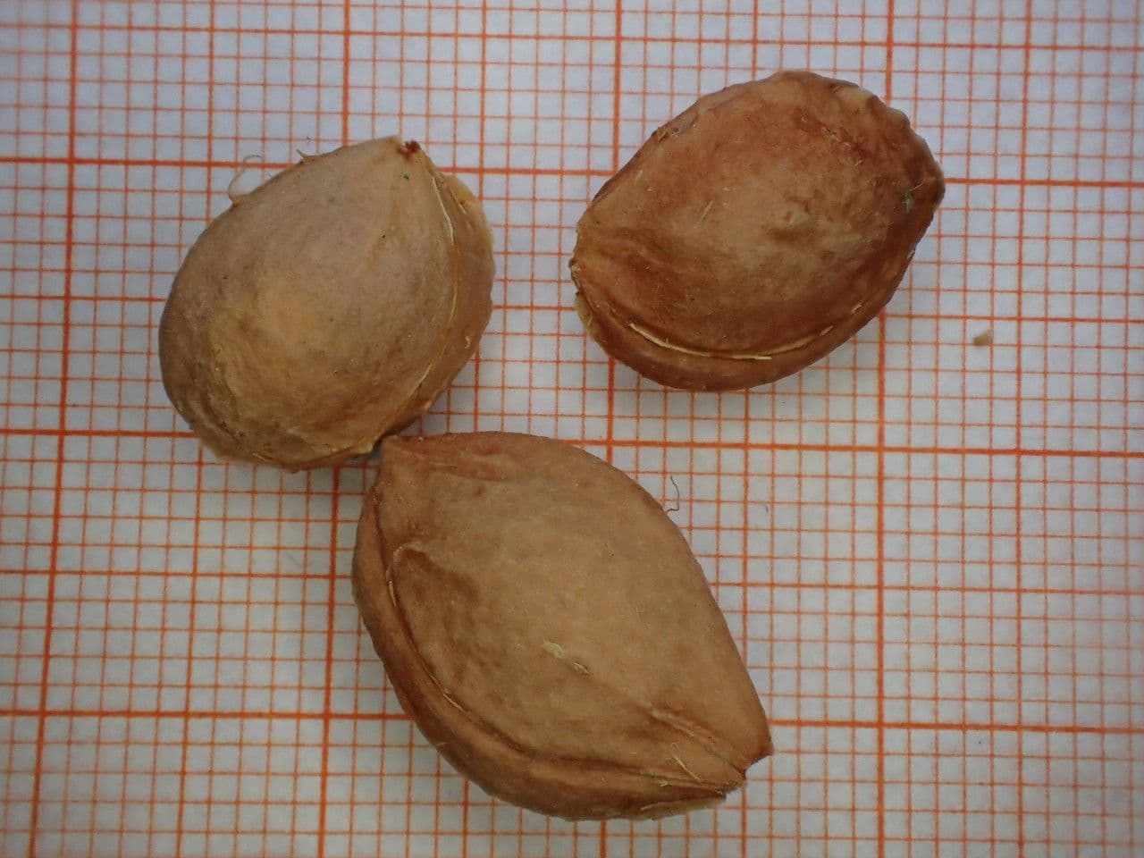 Mirabolano 26