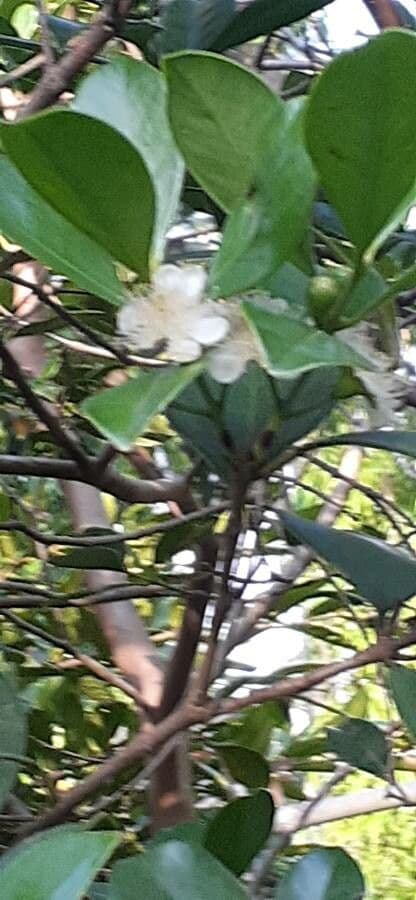 Guava costaricana 4