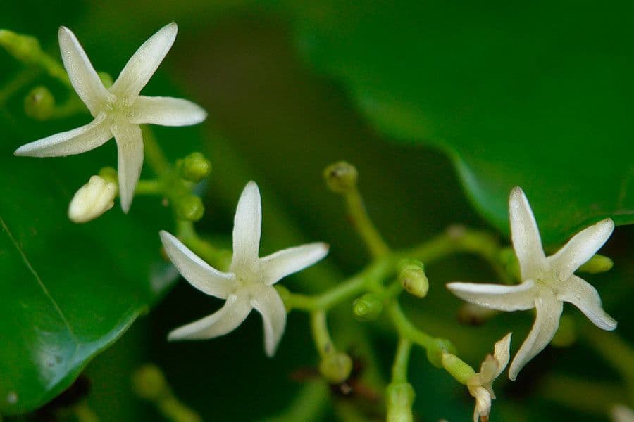 Alstonia