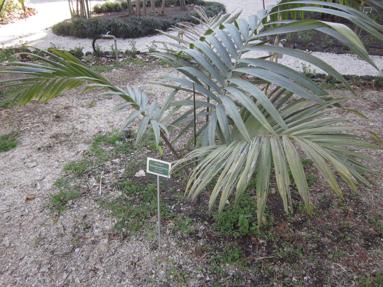 Kentiopsis 11