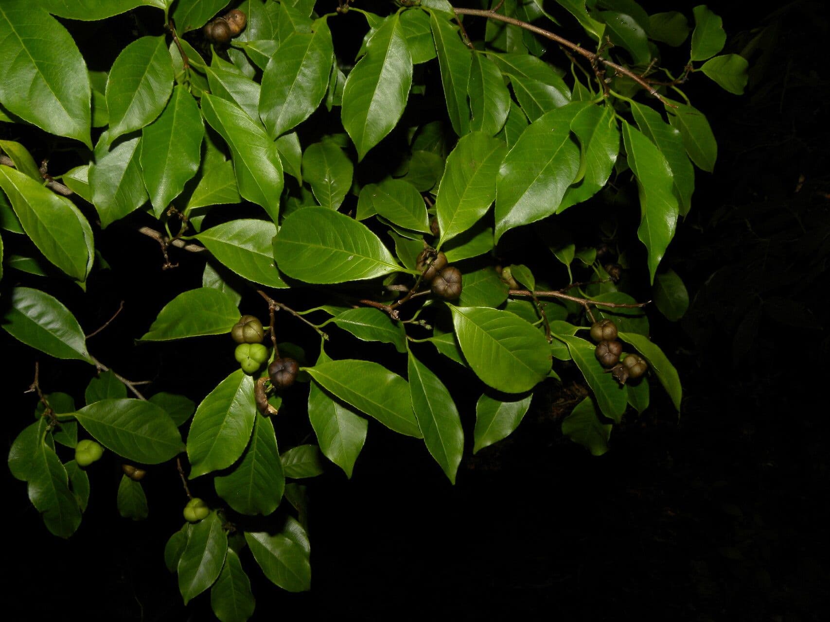 Sebastiania pavoniana 2