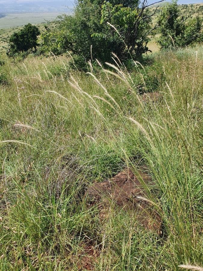 Aristida congesta 5