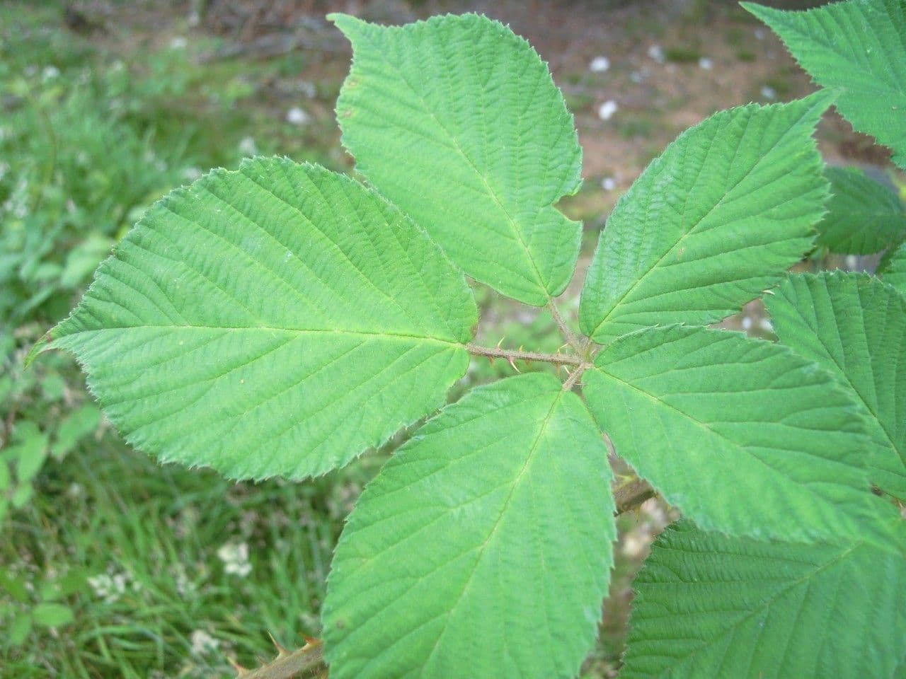 Rovo 8