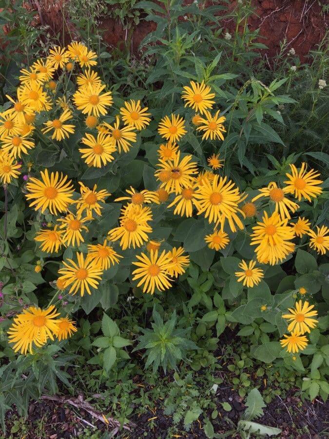 Doronicum austriacum 2