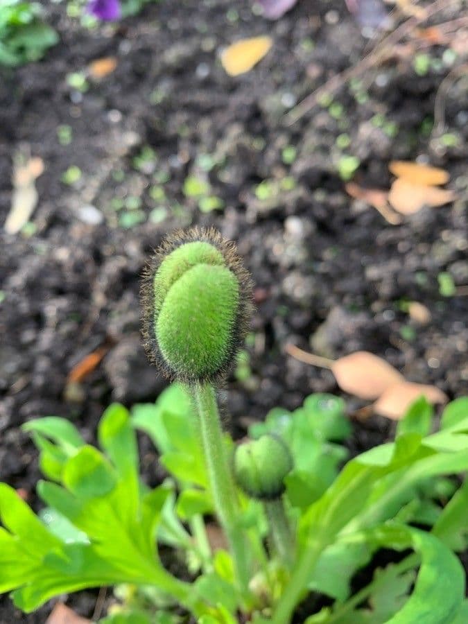 Arktischer Mohn 20