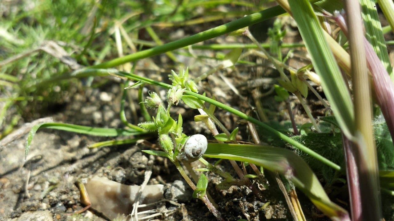 Sagina sdraiata 9