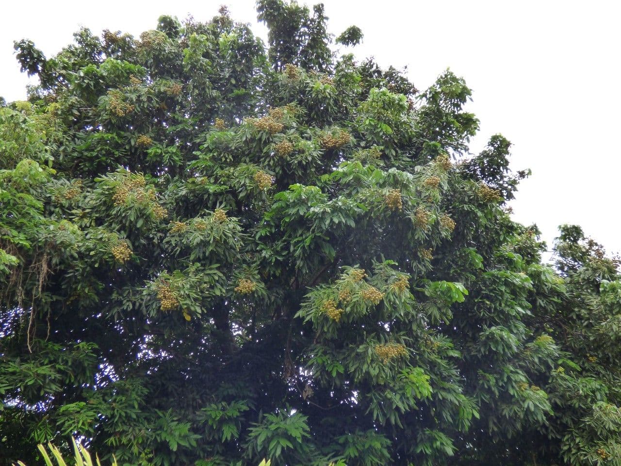 Longan 15