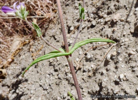 Collinsia concolor 11