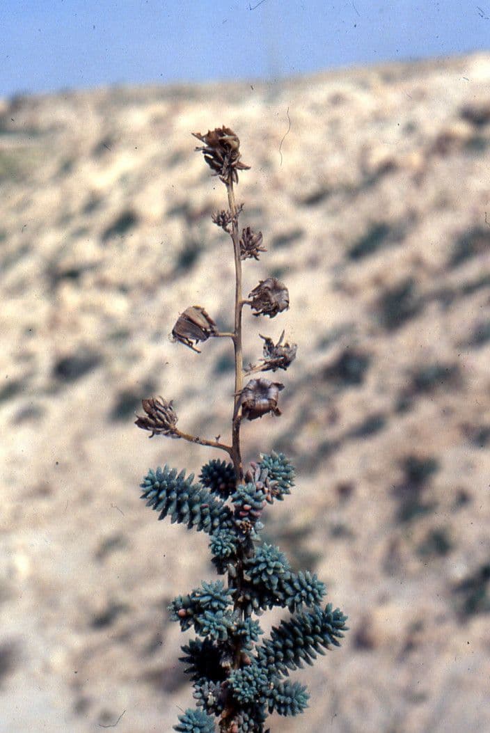 Reaumuria 5