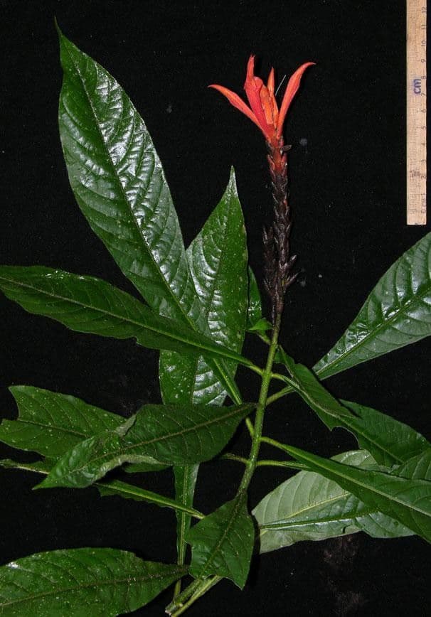 Aphelandra 21
