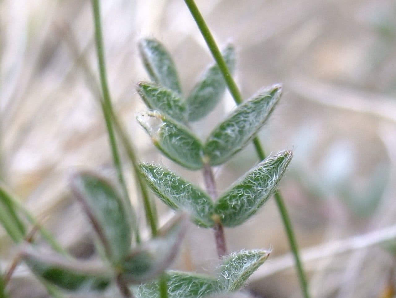 Astragalus onobrychis 15