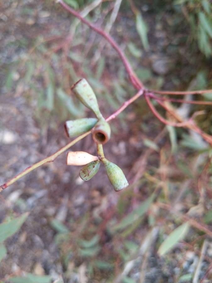Eucalyptus microcarpa