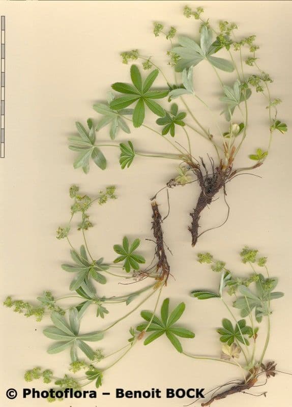 Przytulia blada 13