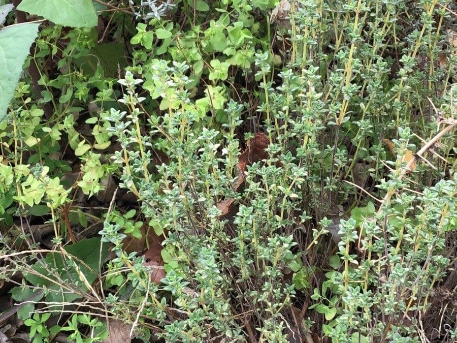 Thymus carnosus 10