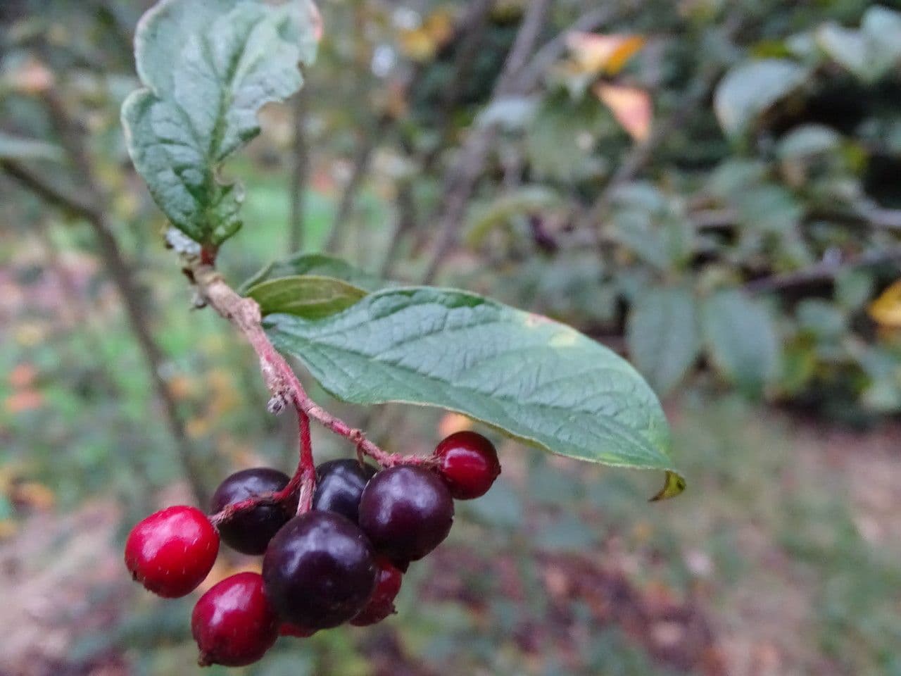 Cotonéaster de Moupin