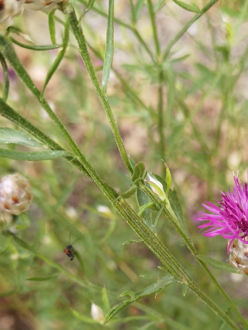 Centaurea 8
