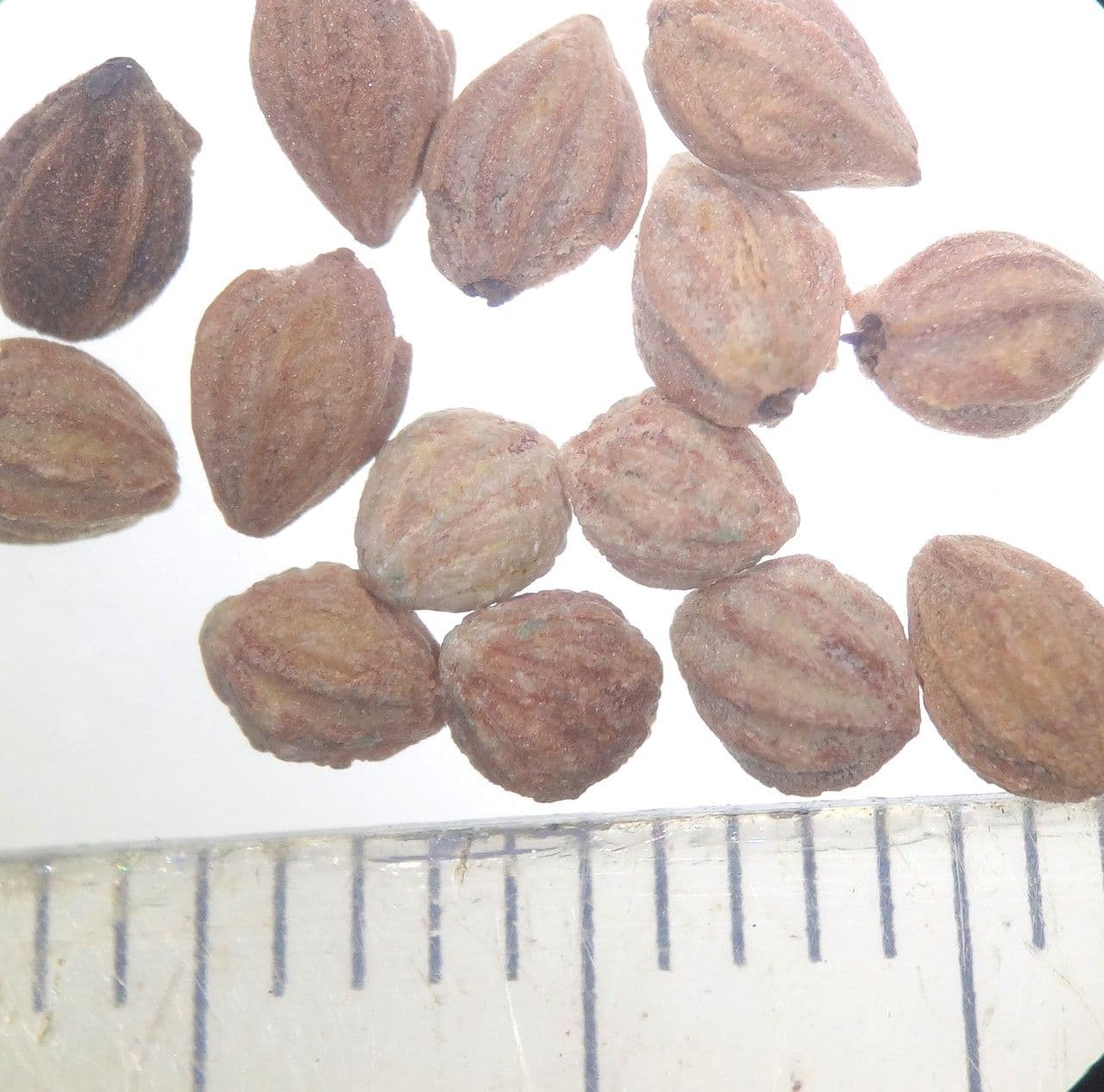 Canacomyrica 10