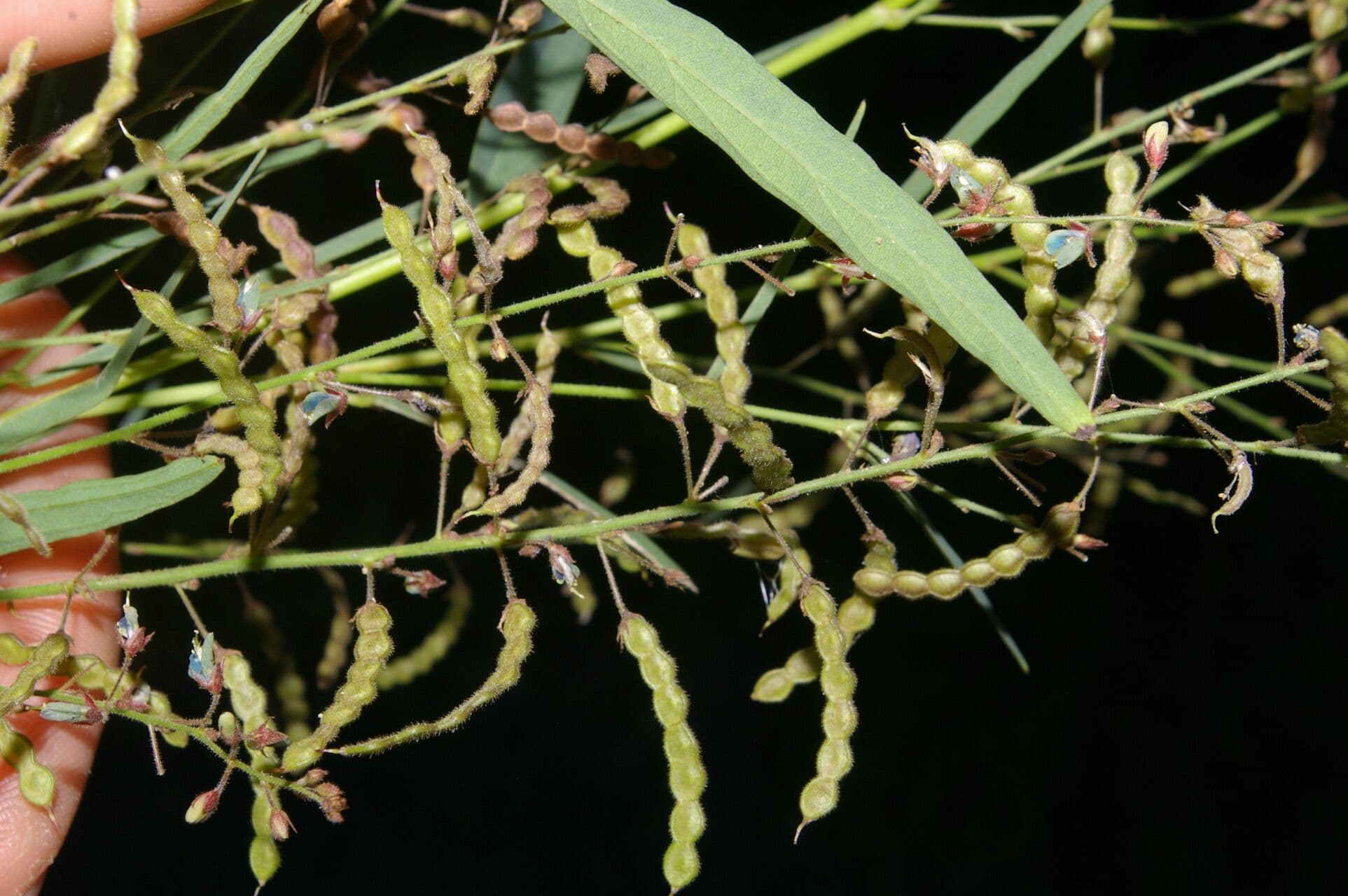 Desmodium