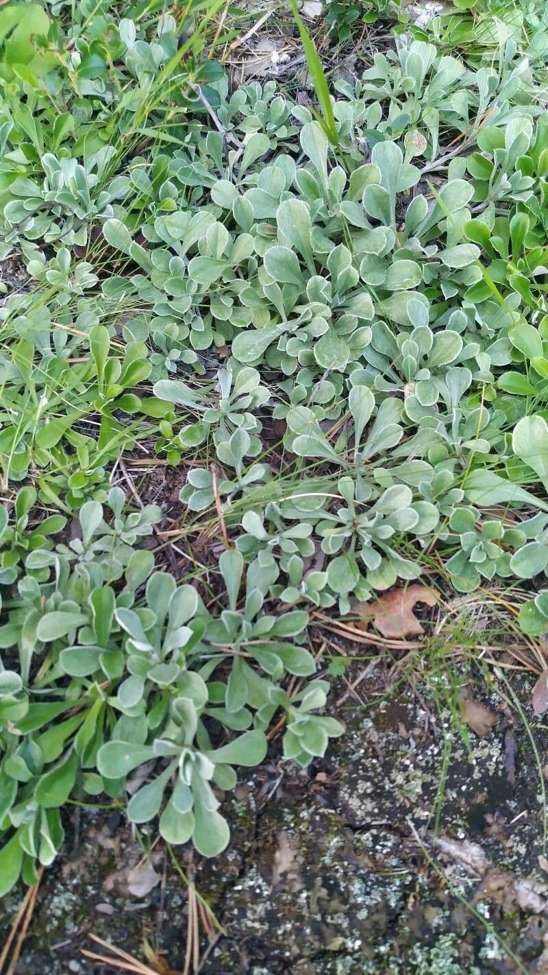 Antennaria parvifolia 12