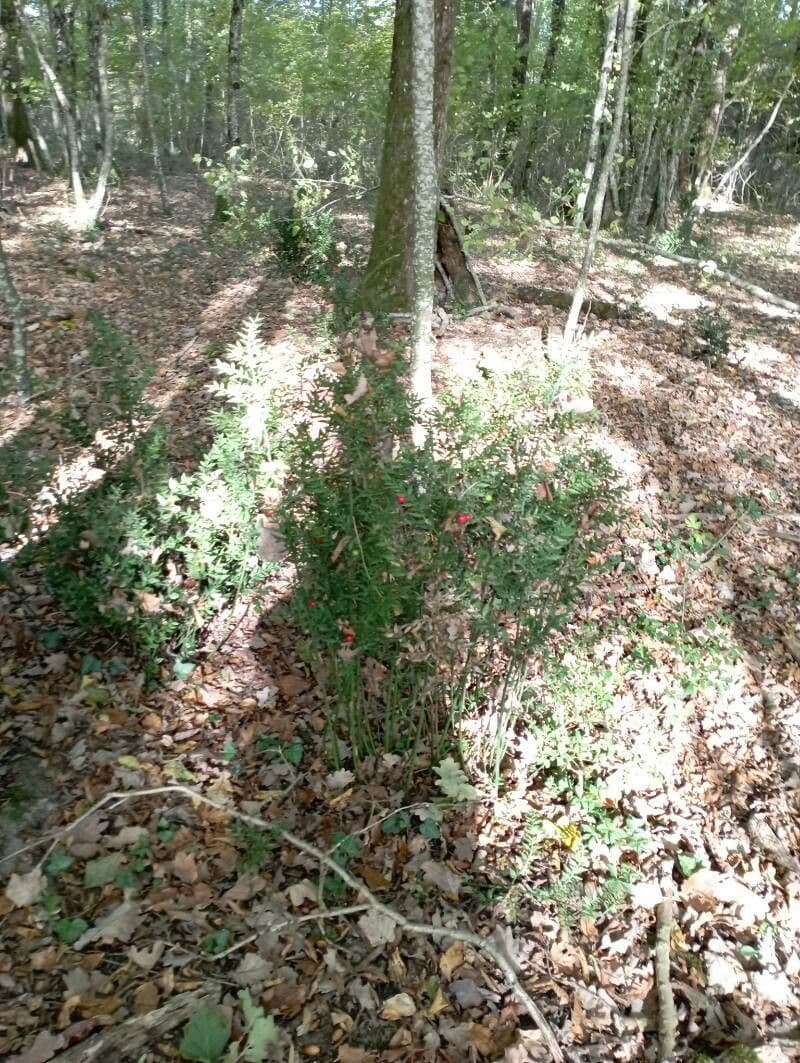 Rosmarinblättrige Grevillea