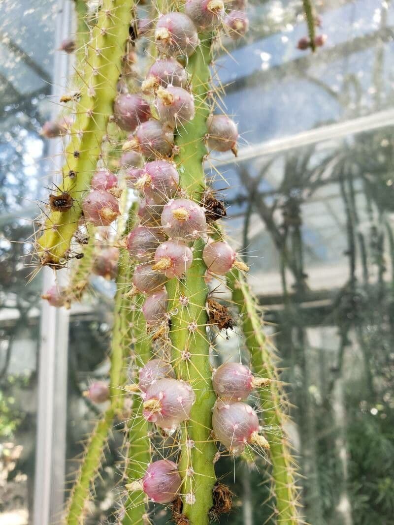 Pfeiffera