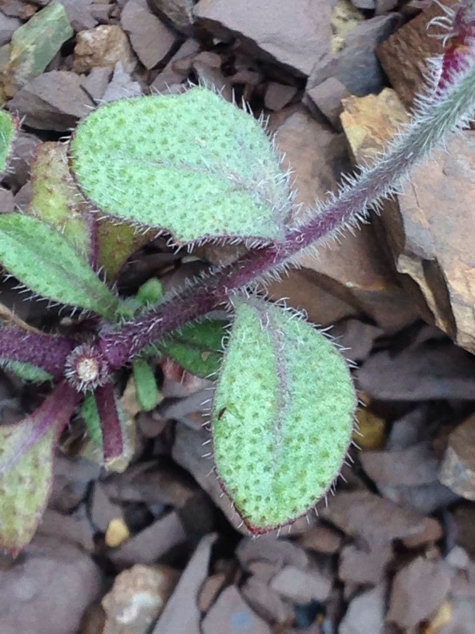 Streptanthus 6