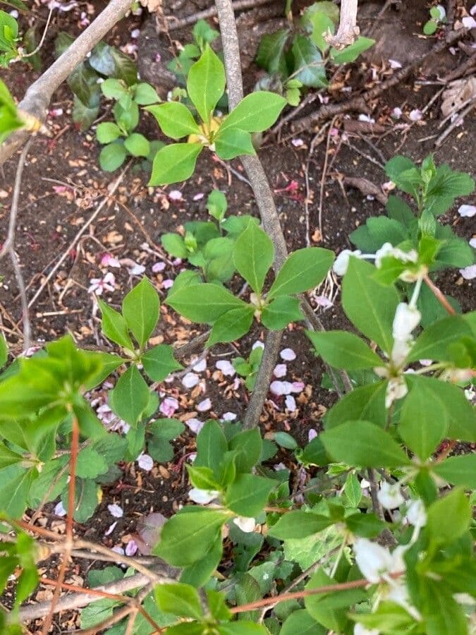Enkianthus blanco 7
