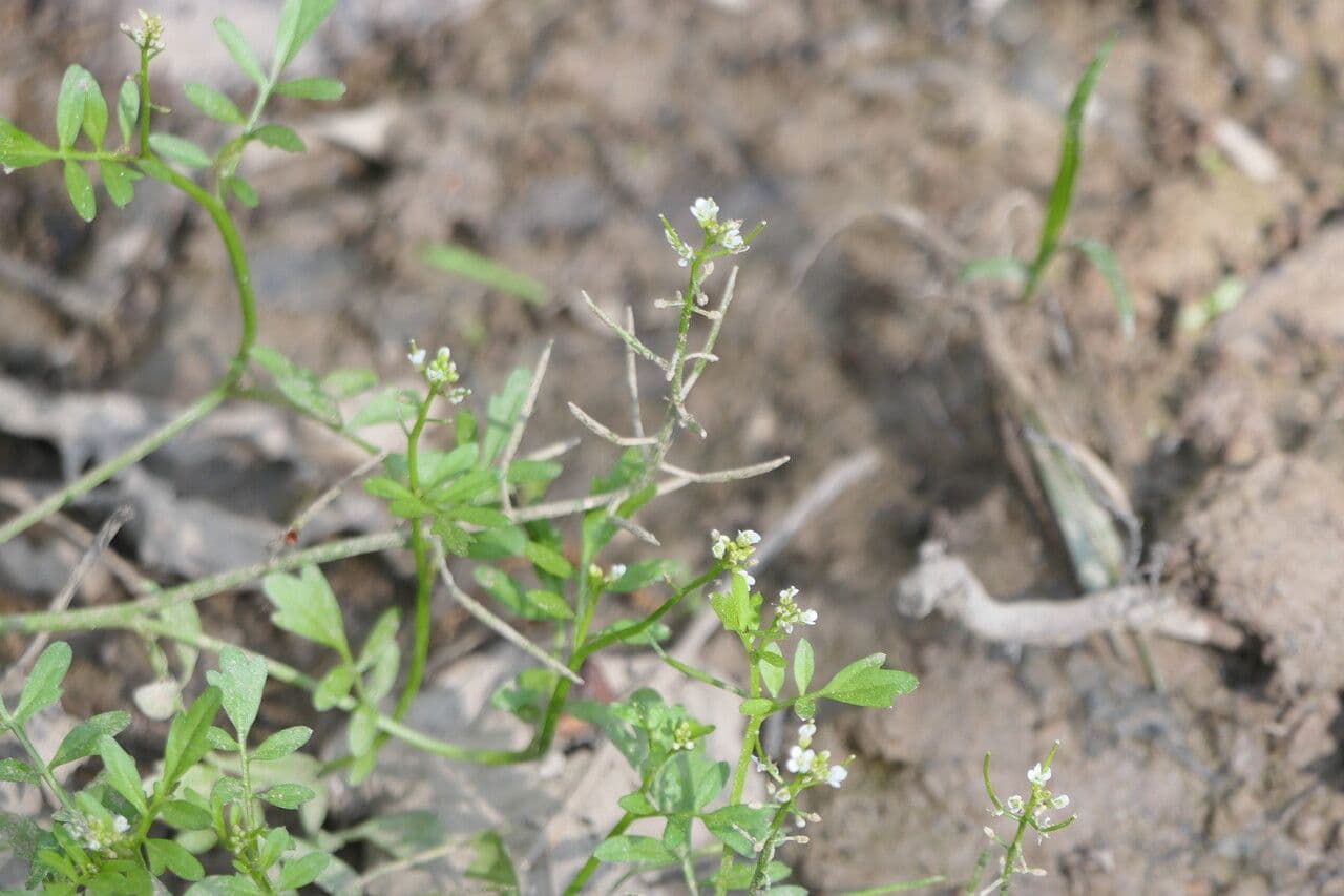 Cardamine pensilvanica 4