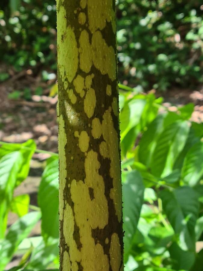 Patata talinga 21