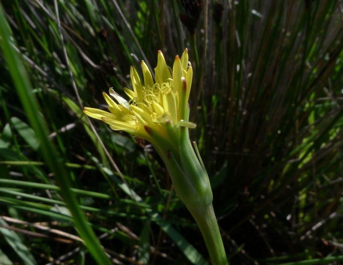 Kleinblütige Schwarzwurzel 4